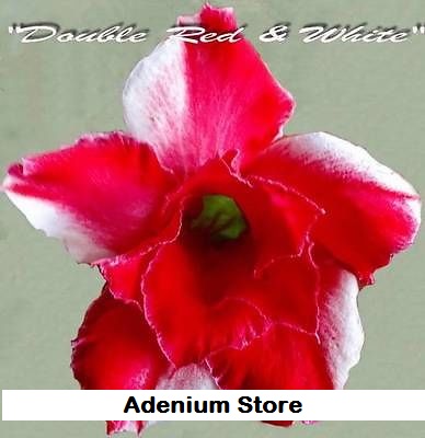 (image for) Adenium Obesum \'Double Red n White\' 5 Seeds